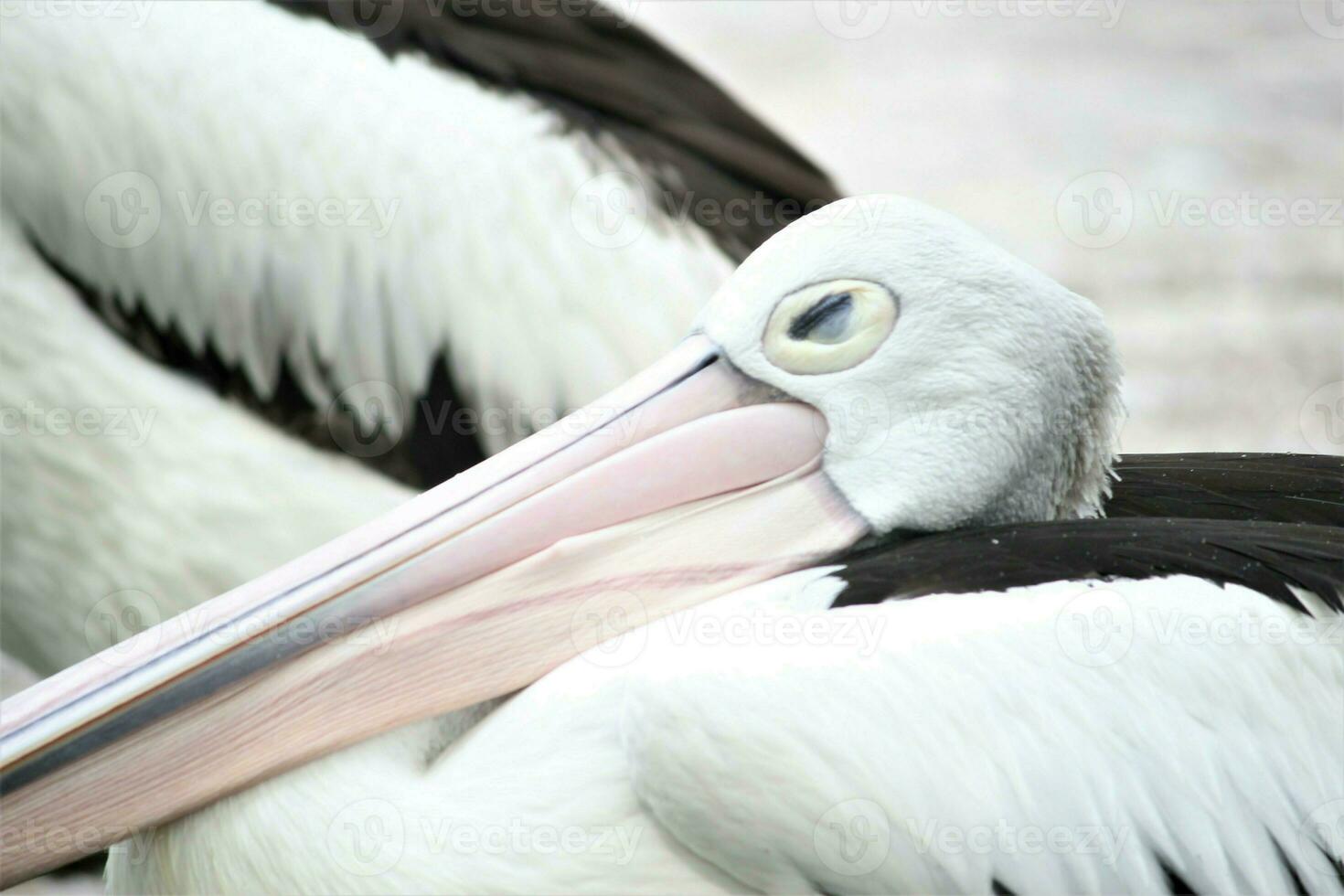 flock of pelicans on the lake photo