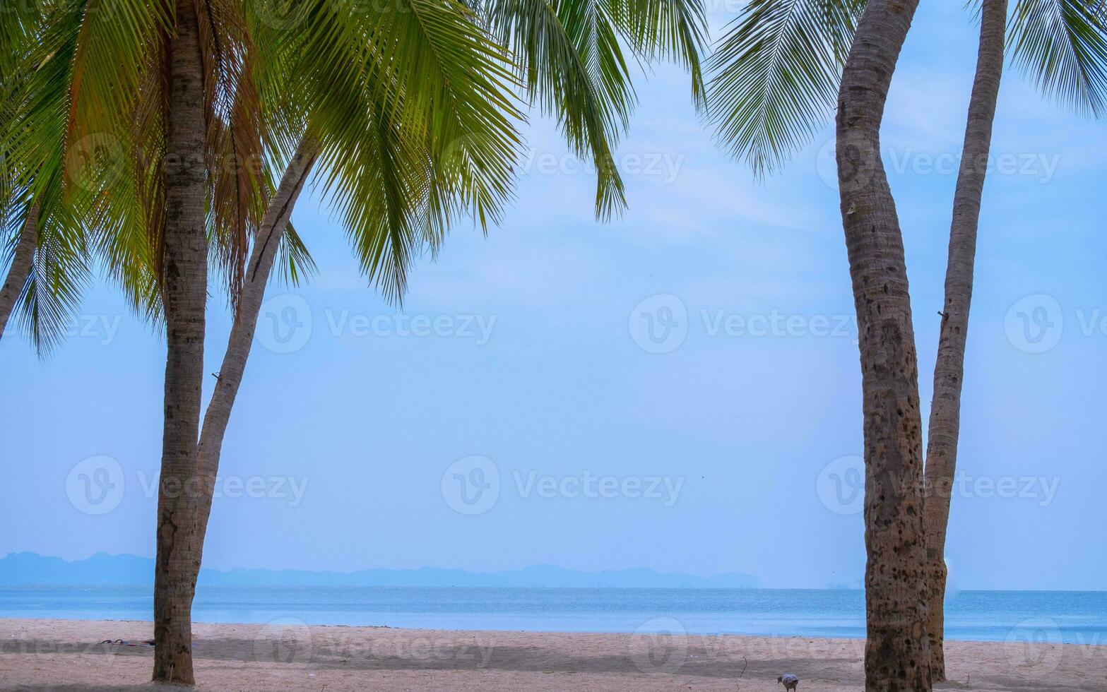 Palm tree on the tropical beach,with a beautiful sea view on blue sky nature background photo