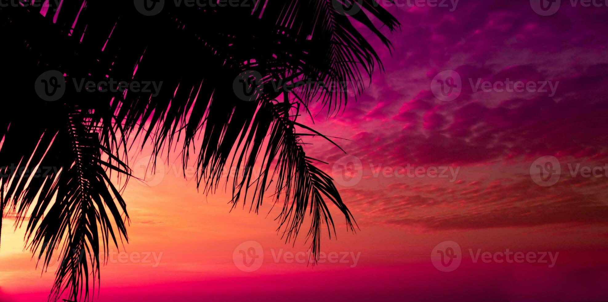 palm tree on sunset of beautiful a tropical beach on pink sky background as summer photo