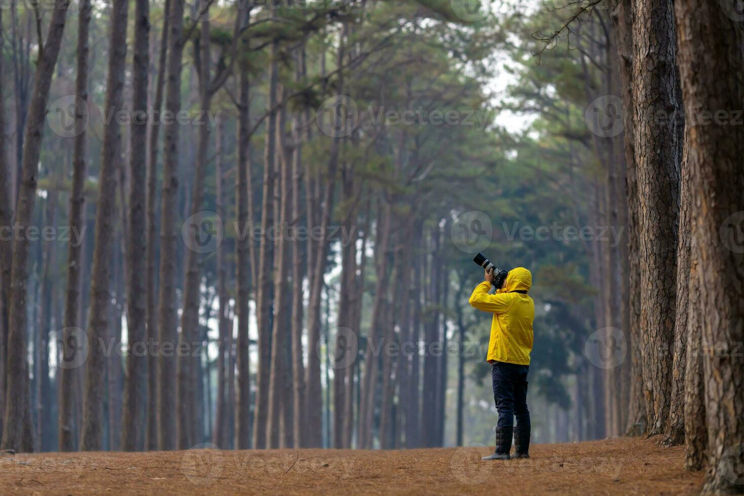 fotógrafo es tomando foto de el nuevo descubriendo pájaro especies mientras explorador en el pino bosque para topografia y localizando el raro biológico diversidad y ecologista en el campo estudiar uso