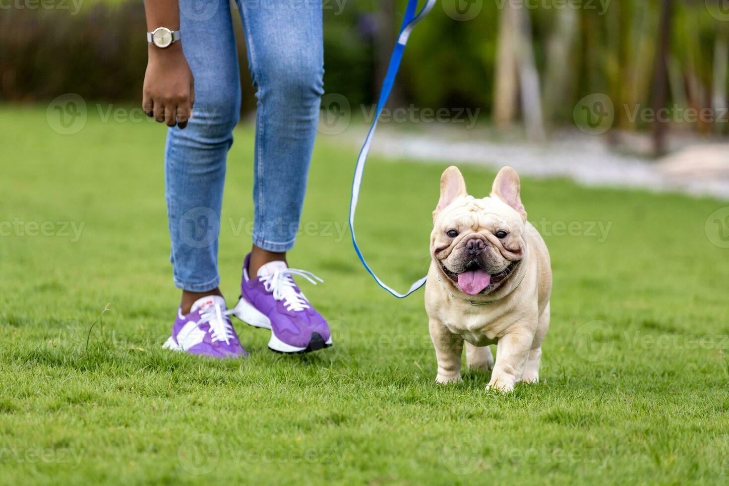 Owner and her french bulldog puppy is having fun while walking in the dog park at grass lawn after having morning exercise during summer photo