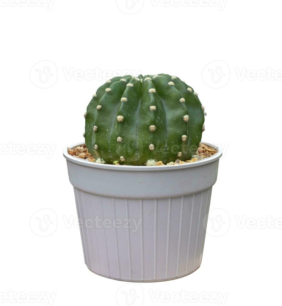 Miniature cactus houseplant in pot isolated on white background for small garden and drought tolerant plant photo
