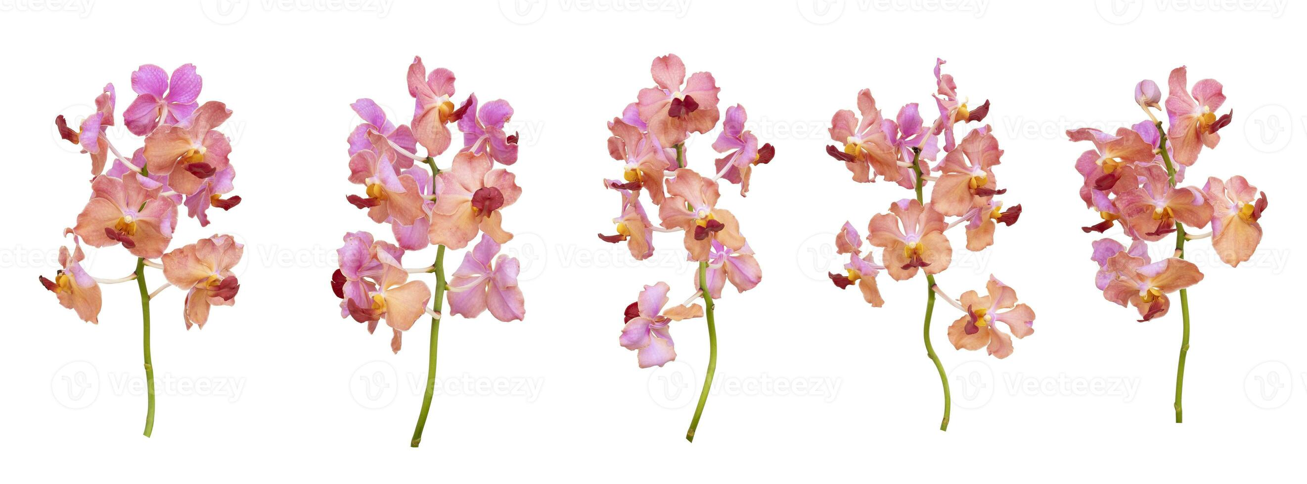 Set of cut out pink old rose vanda orchids stem isolated on white background on summer season photo