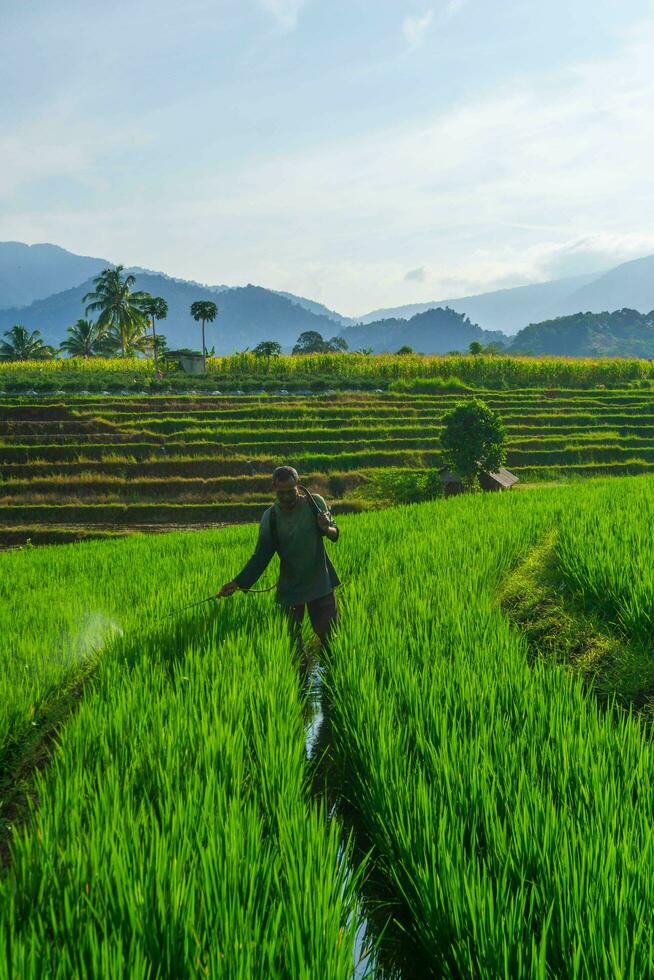 the activities of farmers in the rice fields in the Barisan Mountains, Bengkulu, North Indonesia photo