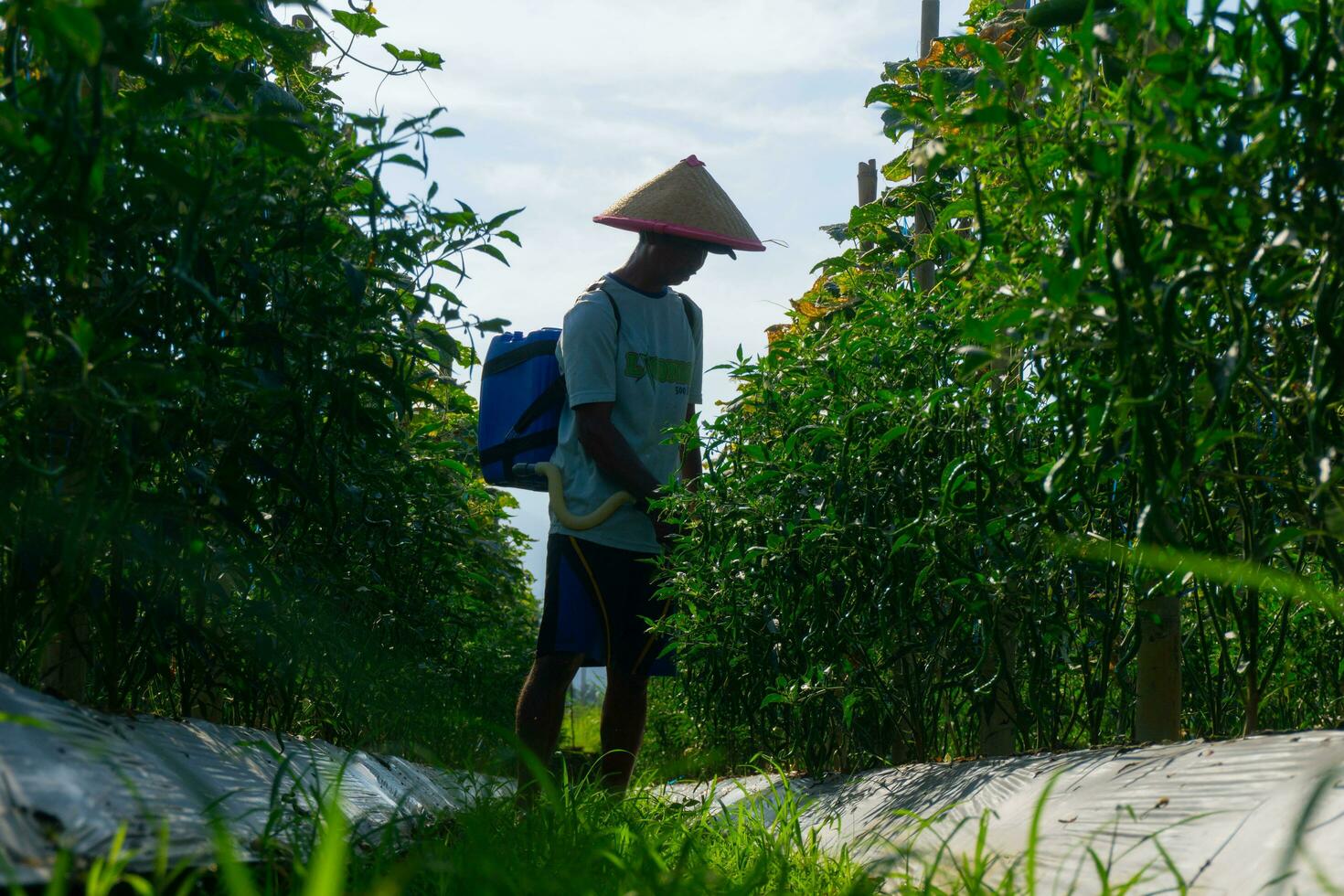 the activities of farmers in the rice fields in the Barisan Mountains, Bengkulu, North Indonesia photo