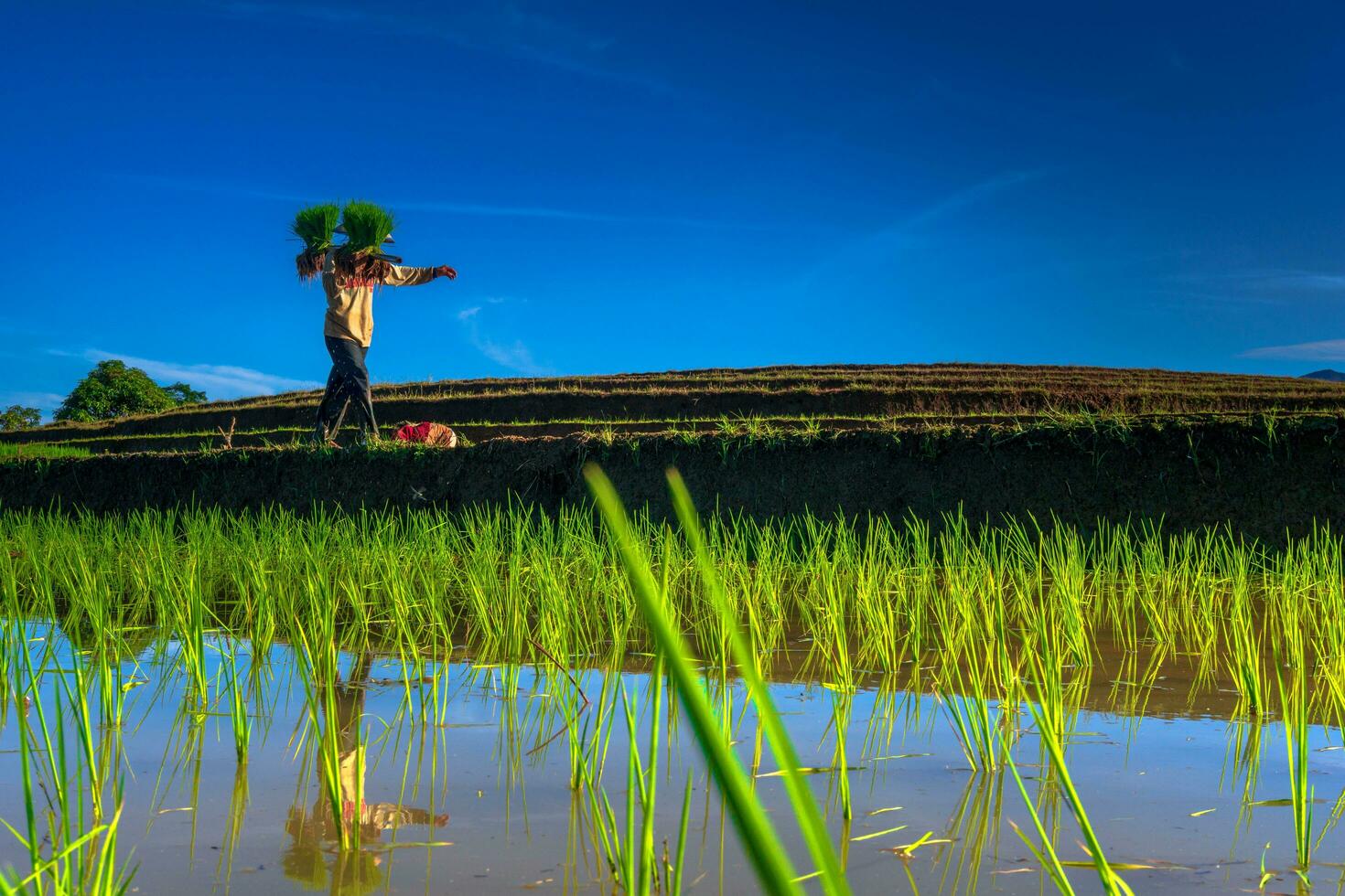 Beautiful morning view indonesia Panorama Landscape paddy fields with beauty color and sky natural light photo