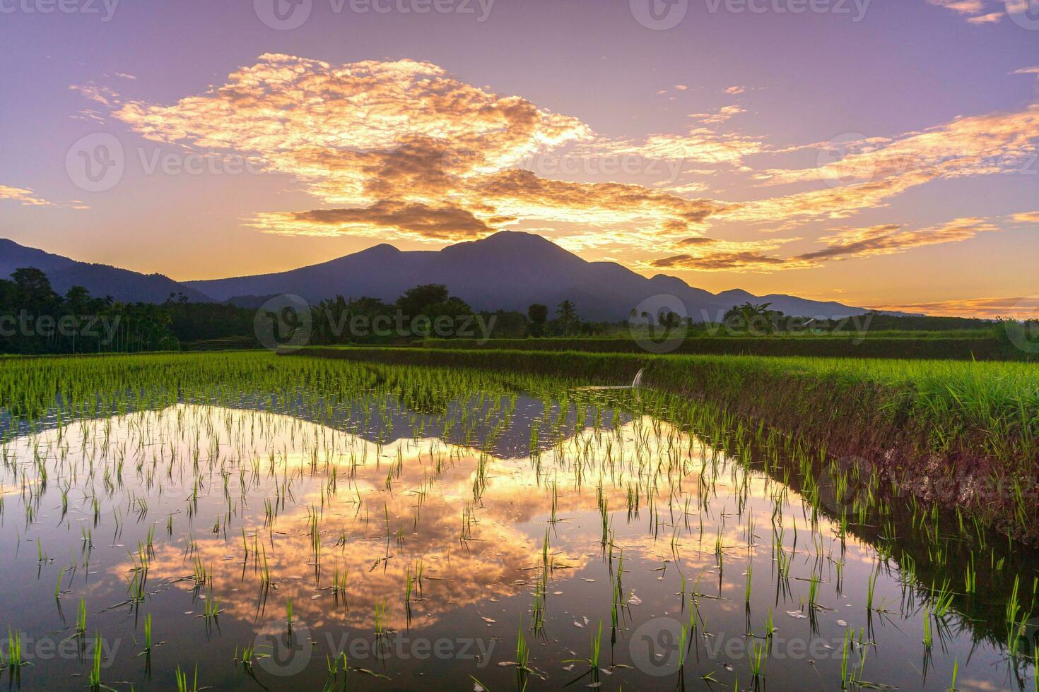 Beautiful morning view indonesia Panorama Landscape paddy fields with beauty color and sky natural light photo