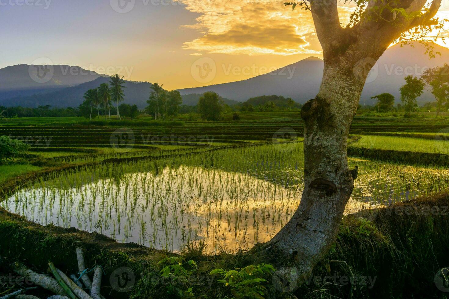 Beautiful morning view indonesia Panorama Landscape paddy fields with beauty color and sky natural light photo