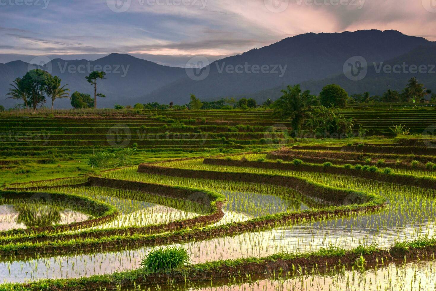 hermosa vista de la mañana indonesia panorama paisaje arrozales con color de belleza y luz natural del cielo foto