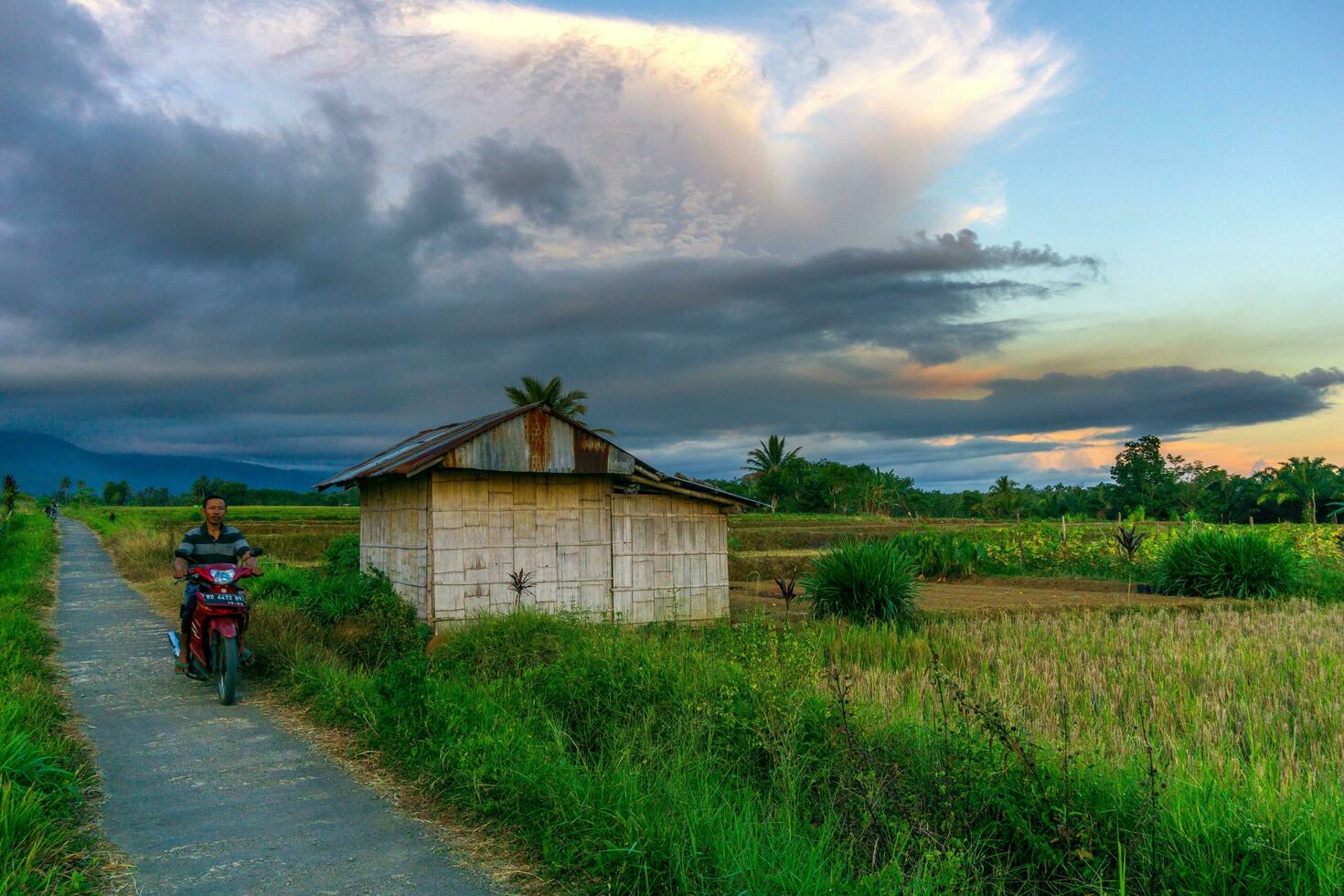 hermosa Mañana ver Indonesia panorama paisaje arrozal campos con belleza foto
