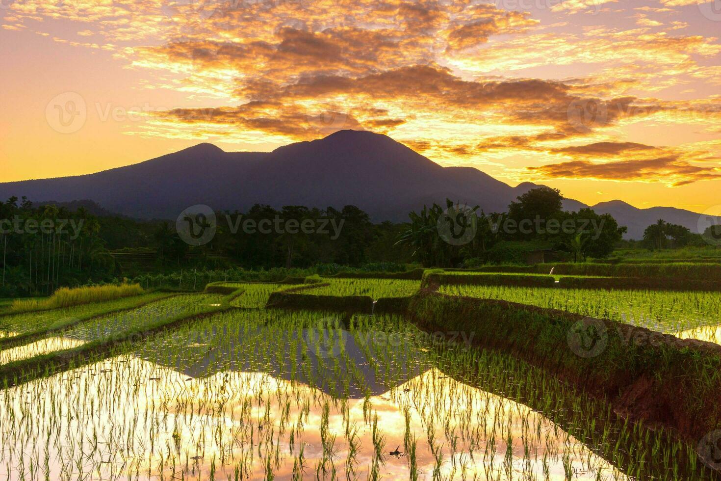 Beautiful morning view indonesia Panorama Landscape paddy fields with beauty color and sky natural light photo