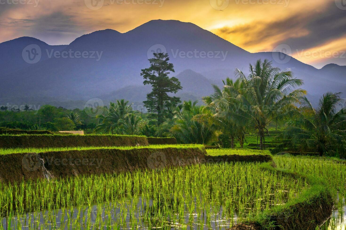 Beautiful morning view indonesia Panorama Landscape paddy fields with beauty color and sky natural light photo