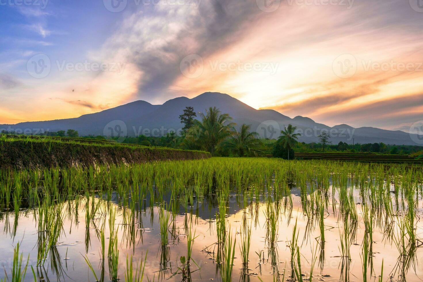 Beautiful morning view indonesia Panorama Landscape paddy fields with beauty color and sky natural light photo