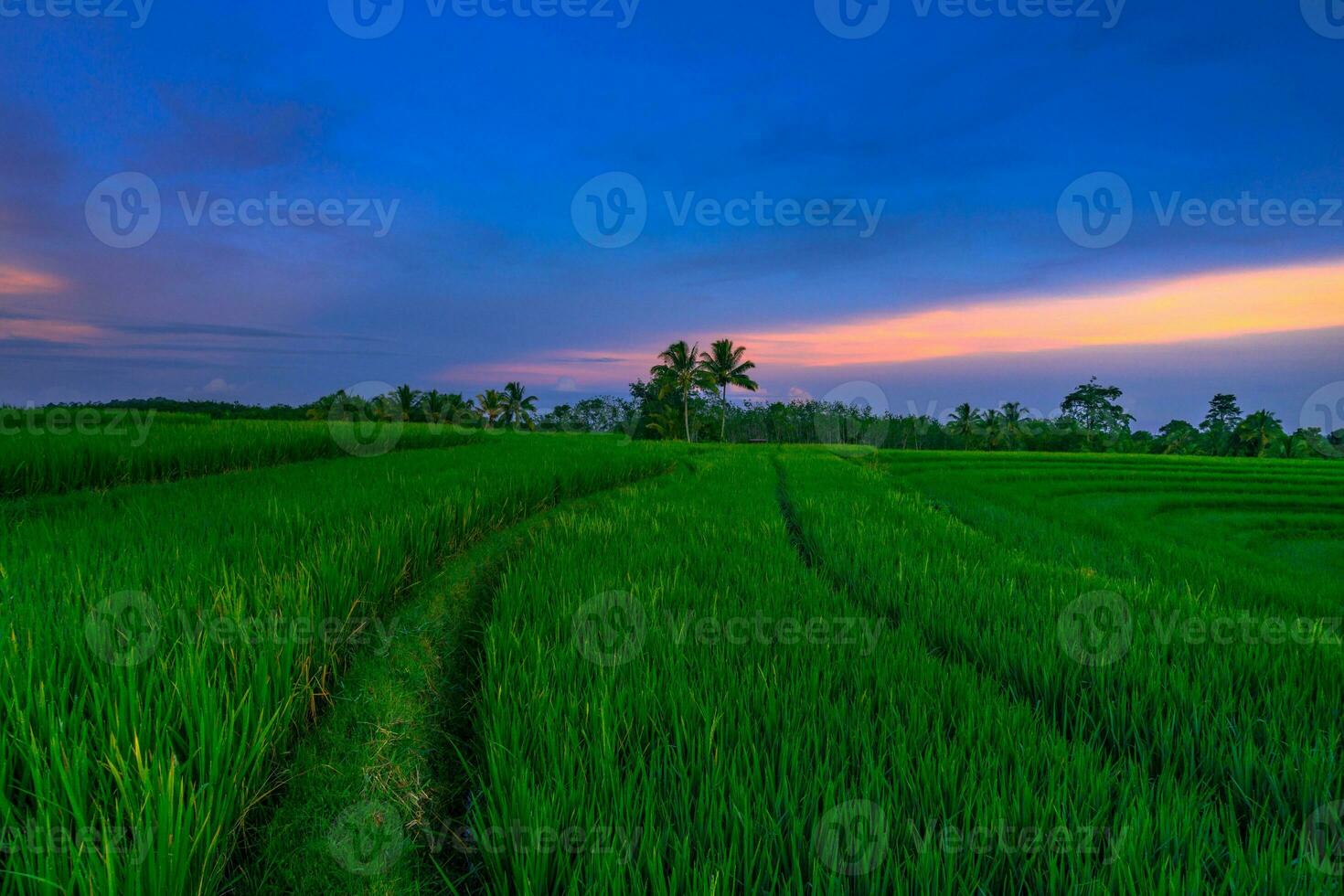 Beautiful morning view indonesia Panorama Landscape paddy fields with beauty color and sky natural light photo
