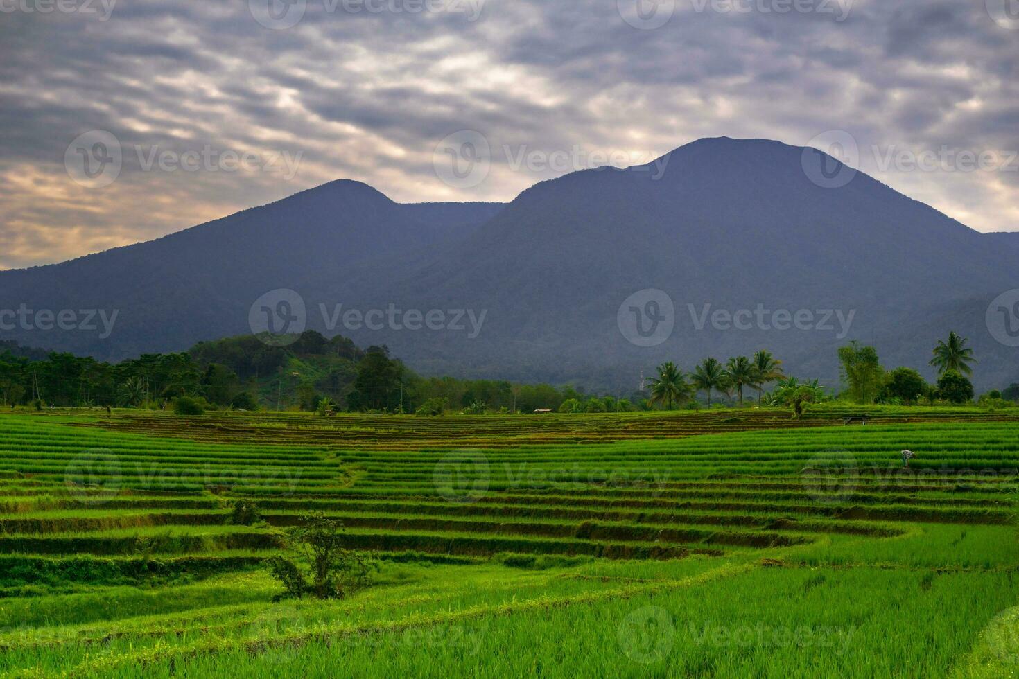 Beautiful morning view indonesia Panorama Landscape paddy fields with beauty color and sky natural light photo