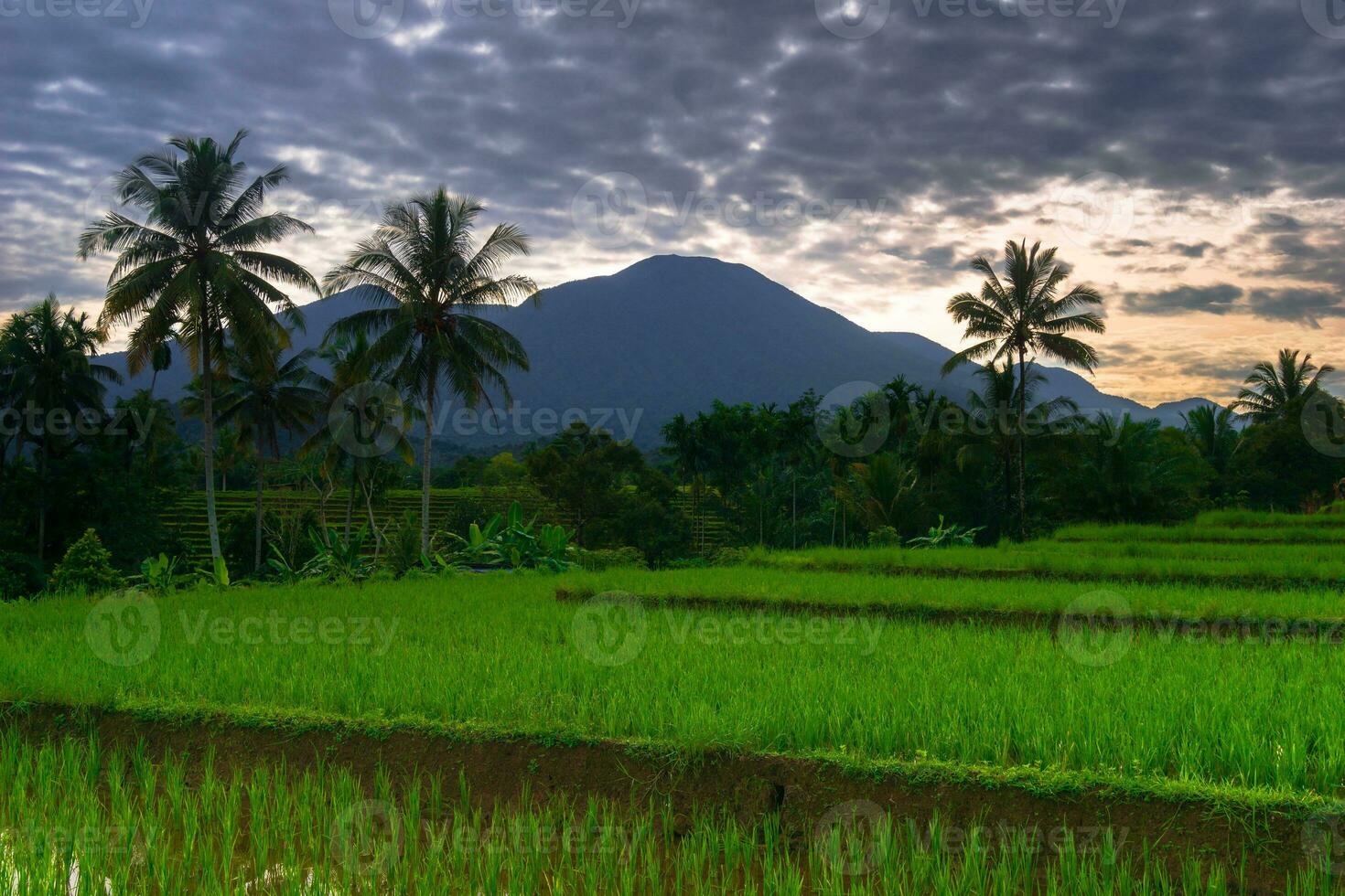 Beautiful morning view indonesia Panorama Landscape paddy fields with beauty color and sky natural light photo