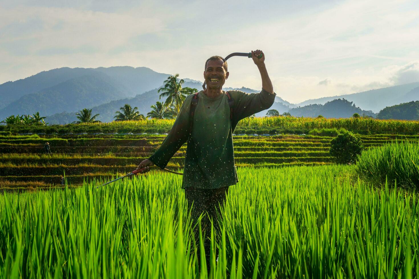 the activities of farmers in the rice fields in the Barisan Mountains, Bengkulu, North Indonesia photo