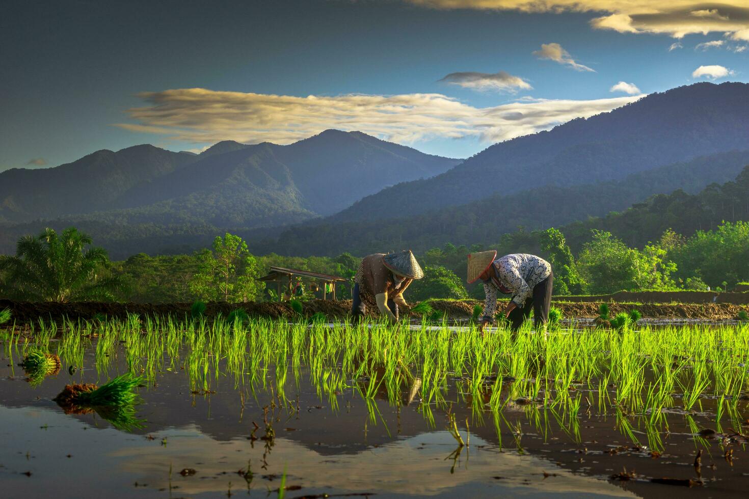 Beautiful morning view indonesia Panorama Landscape paddy fields with beauty color and sky natural light photo