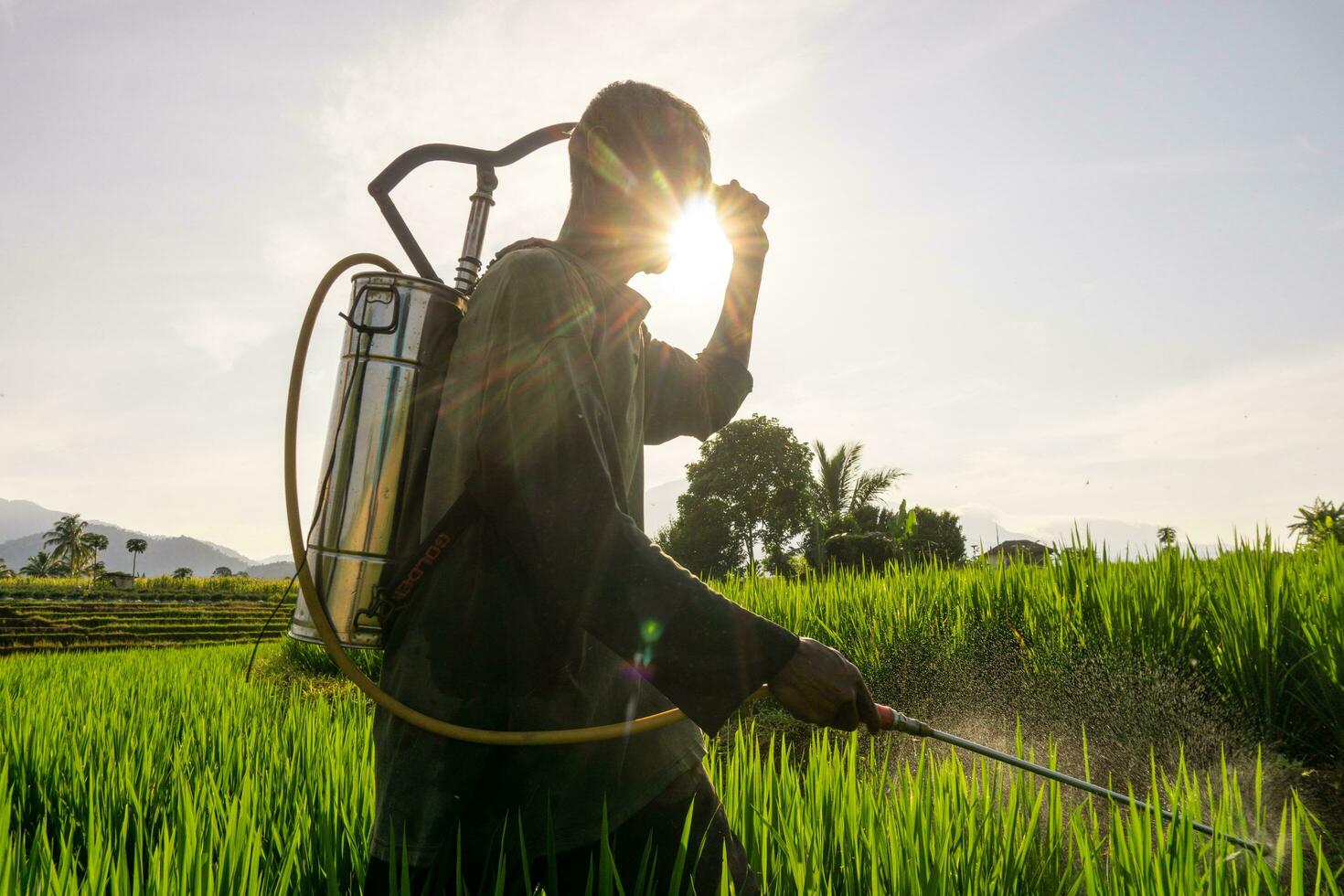 the activities of farmers in the rice fields in the Barisan Mountains, Bengkulu, North Indonesia photo