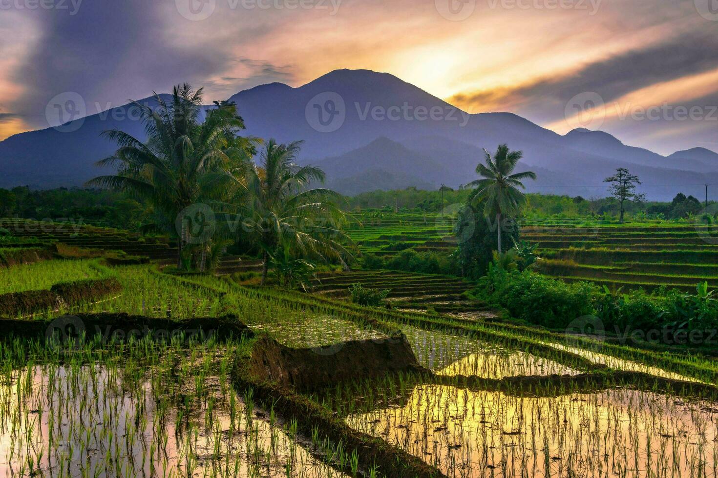 Beautiful morning view indonesia Panorama Landscape paddy fields with beauty color and sky natural light photo