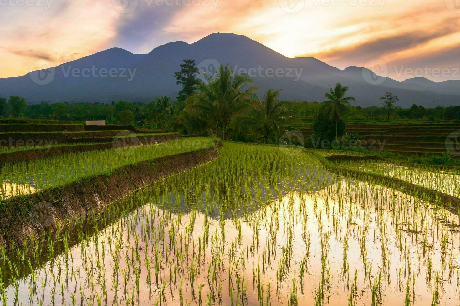 Beautiful morning view indonesia Panorama Landscape paddy fields with beauty color and sky natural light photo