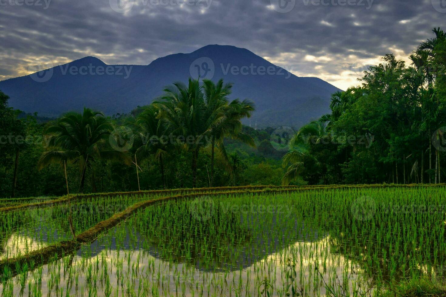 Beautiful morning view indonesia Panorama Landscape paddy fields with beauty color and sky natural light photo