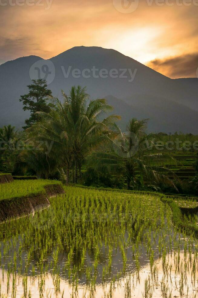 Beautiful morning view indonesia Panorama Landscape paddy fields with beauty color and sky natural light photo