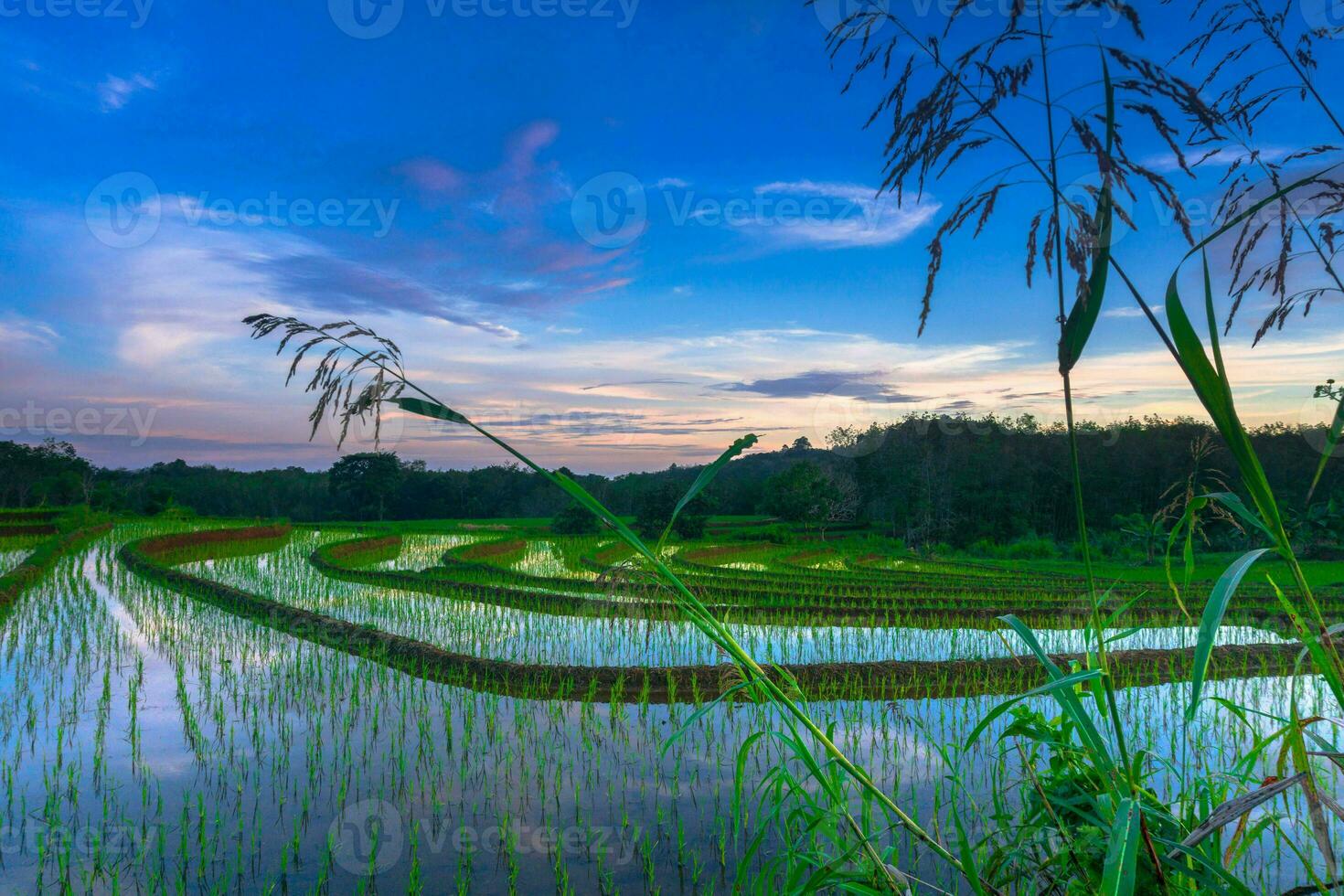 Beautiful morning view indonesia Panorama Landscape paddy fields with beauty color and sky natural light photo