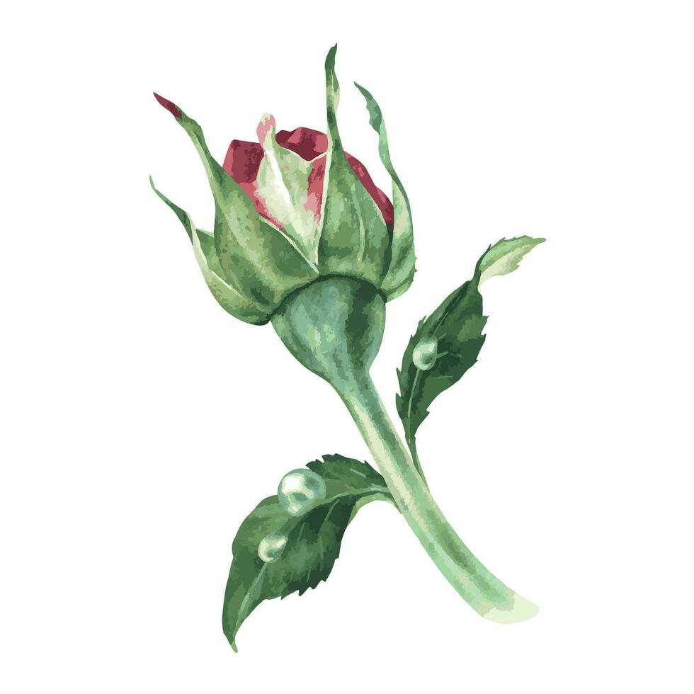 A bud of a pink rose with dew on the leaves vector