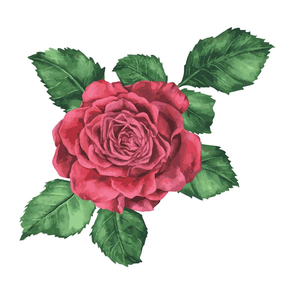 Red rose with leaves vector