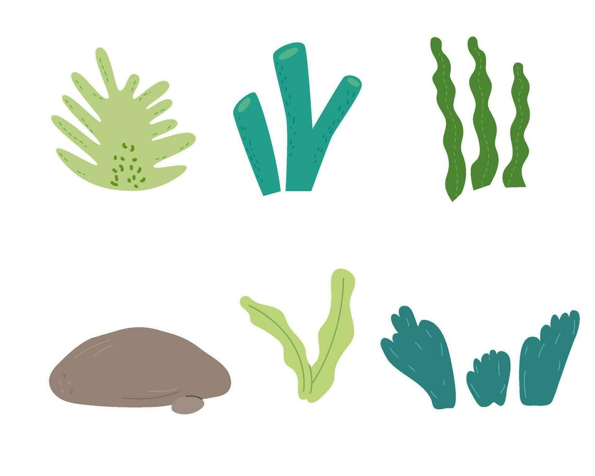 Algae colorful clipart set in cartoon flat style and rock. Vector stock illustration of seaweed isolated on white background