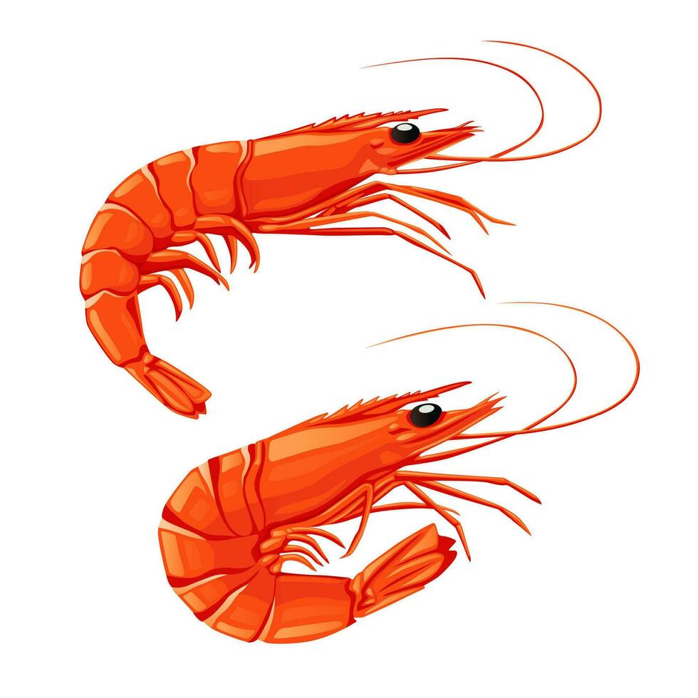 Shrimp icon. Boiled Prawn in shell on a white background. Realistic vector illustration