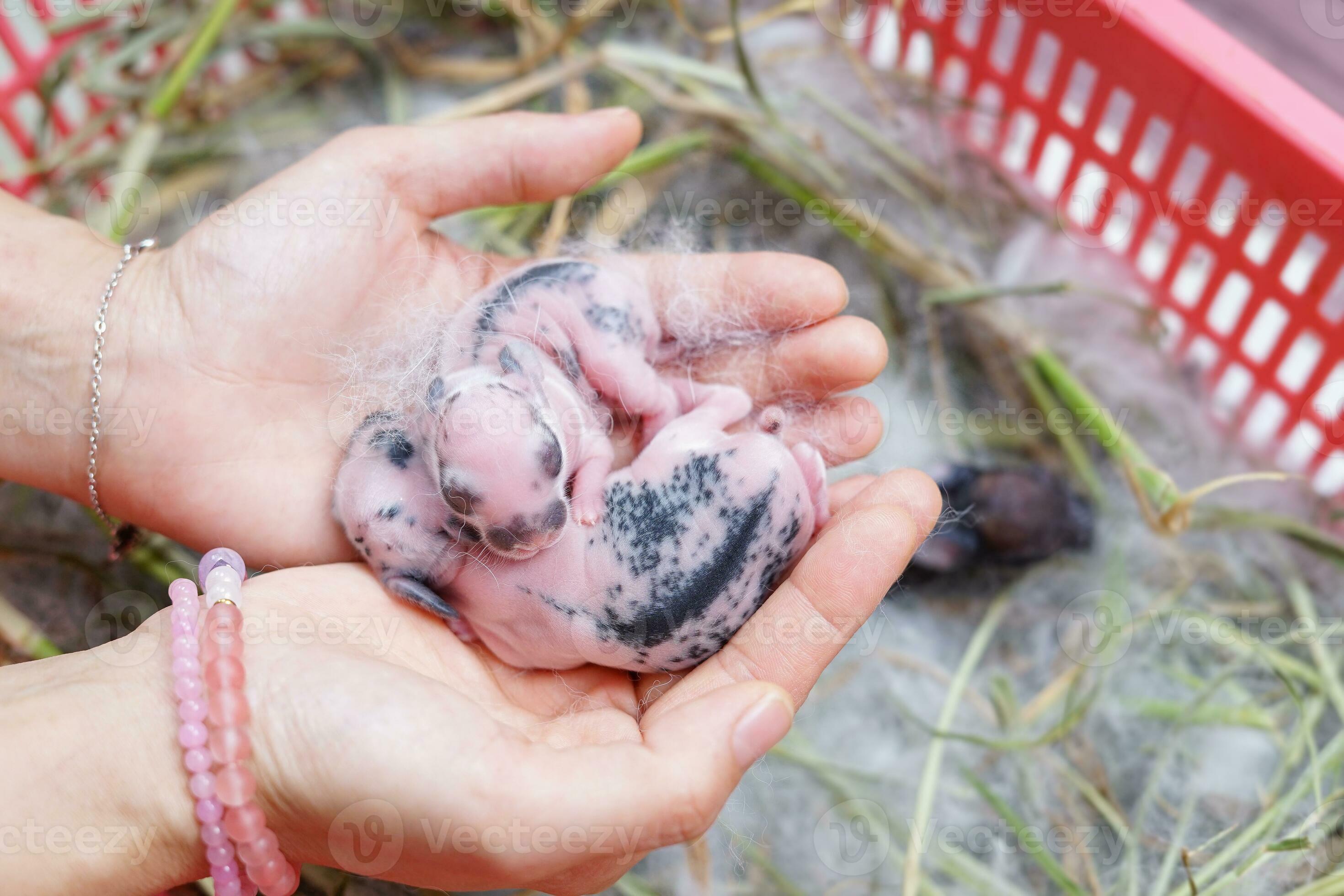 newborn rabbits in people hands, concept take care newborn rabbit