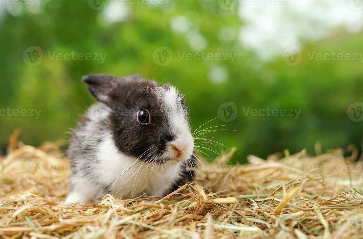little adorable bunny sitting on dry grasses, black and white striped rabbit on nature background photo