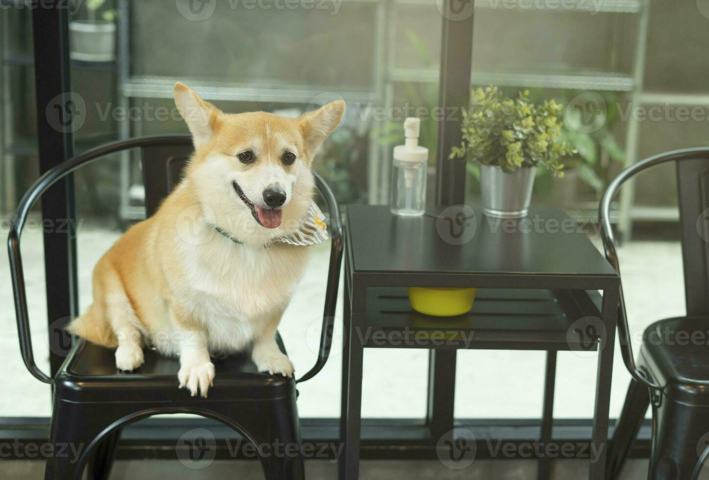 Young Pembroke Welsh Corgi, a curious young adorable welsh corgi sitting on chair photo