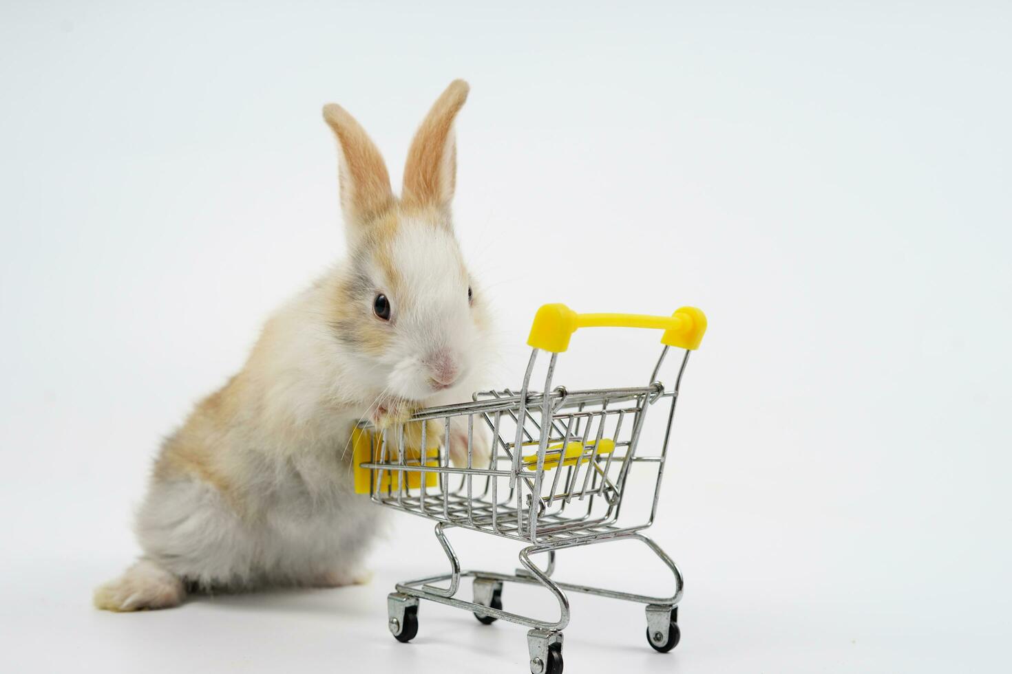 young adorable fluffy bunny pushing a shopping cart isolated on grey background photo