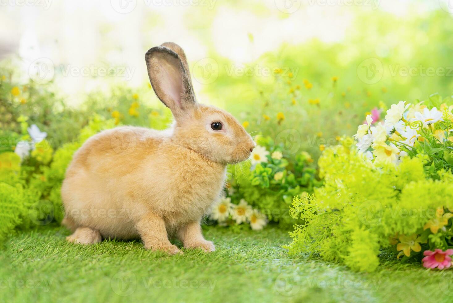young brown rabbit sitting in nature, adorable fluffy bunny, concept of rabbit easter photo