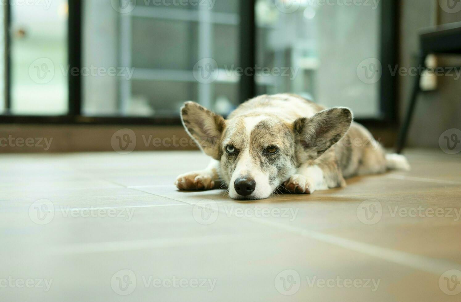 Welsh corgi dog crouched on the floor in the room, adult mature dog eyes interested to participating activity but no movement. photo