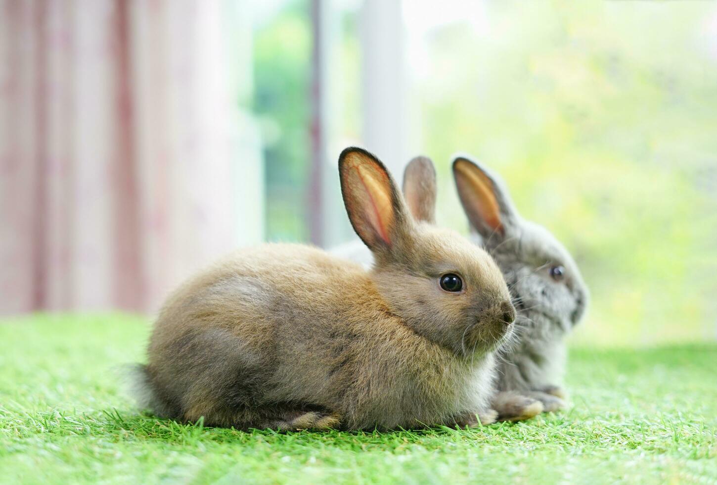 two young adorable rabbits,pastel image for beautiful background of happy easter in April photo