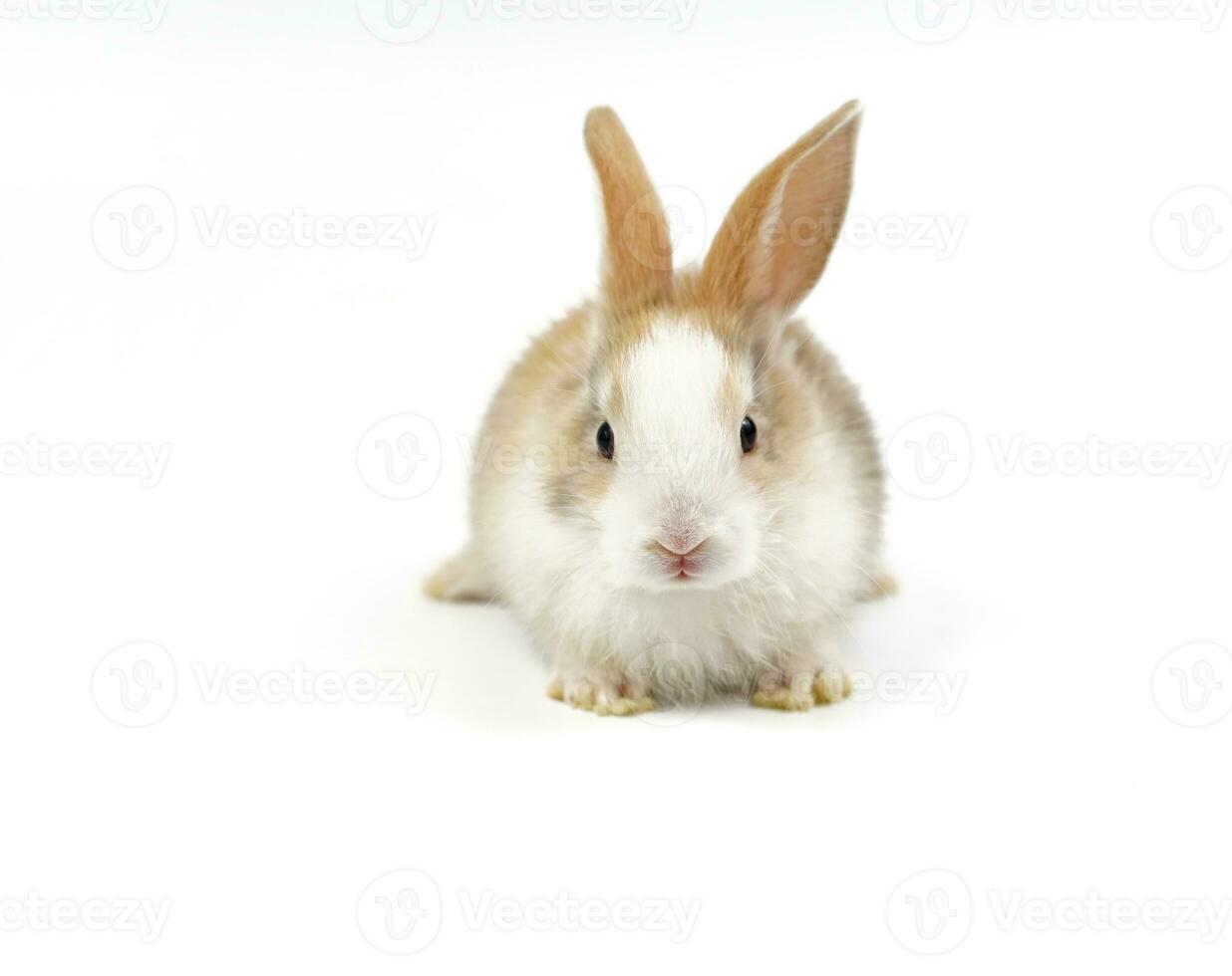 portrait young fluffy rabbit, white brown adorable bunny sitting on white background photo