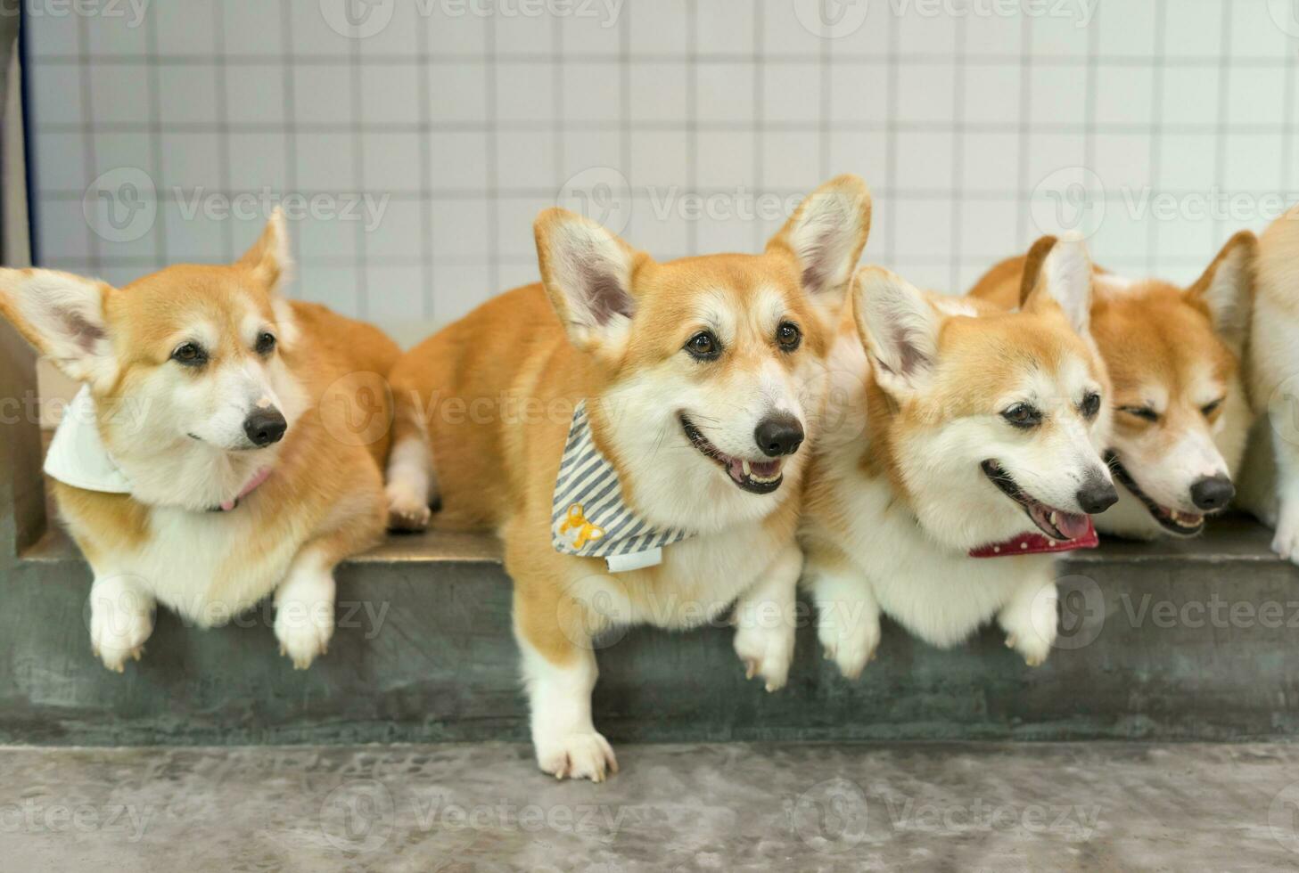 Group of curious Pembroke Welsh Corgi, adorable Welsh Corgi lying on the floor photo