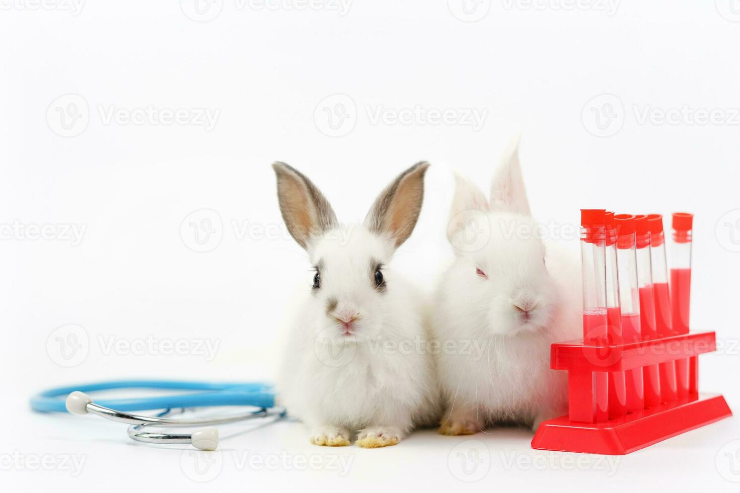 white bunny on white background with medical equipment stethoscope and experimental tubes, concept of rabbit experimental,rabbit sick, rabbit health care etc photo