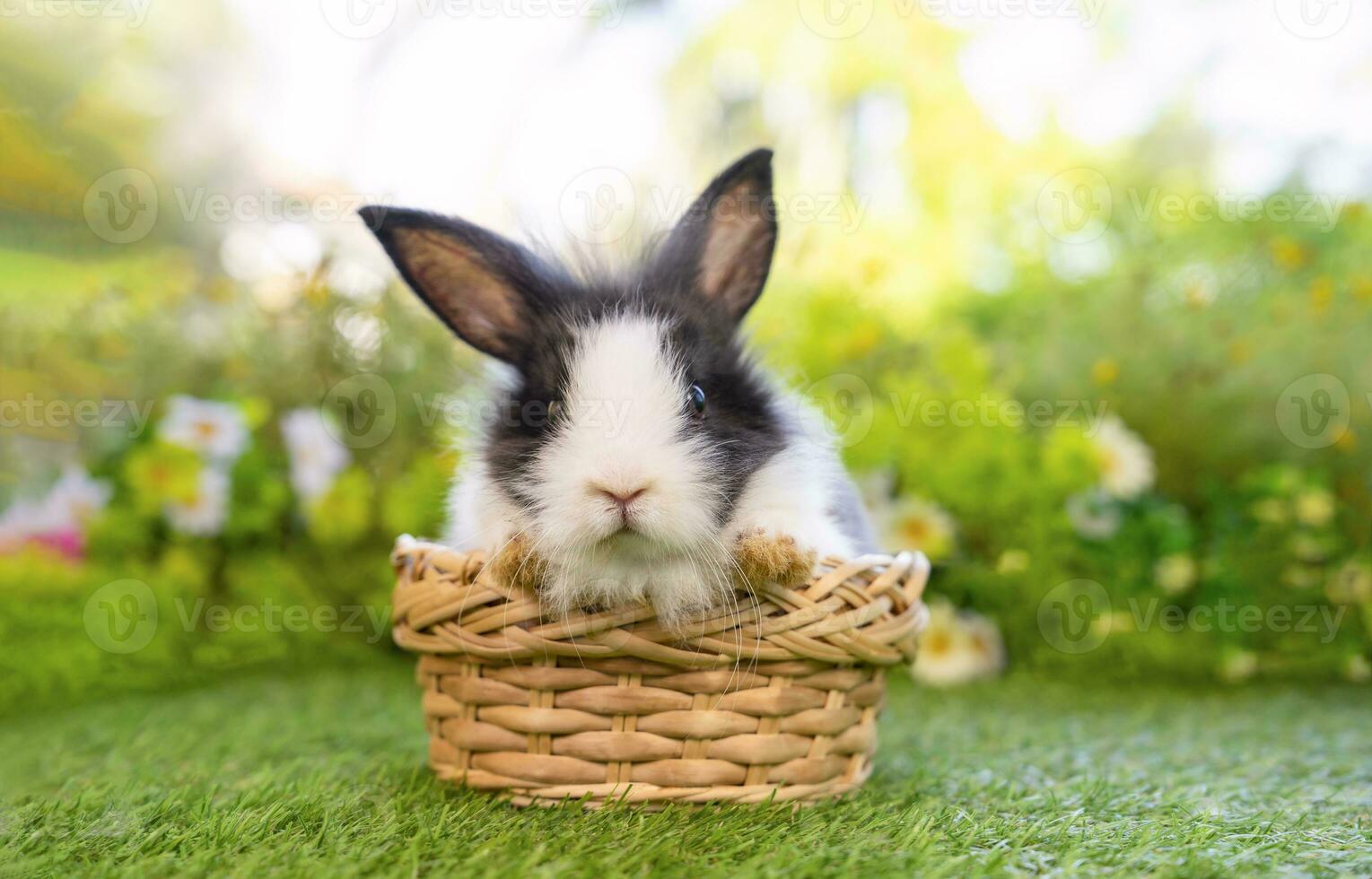 joven linda Conejo en un cesta antecedentes naturaleza foto