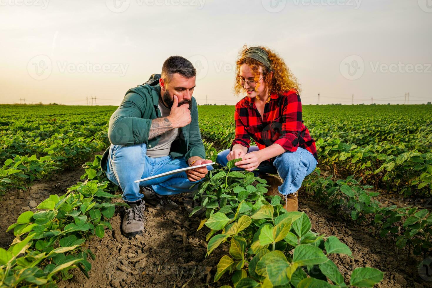 familia agrícola ocupación. hombre y mujer son cultivando haba de soja. ellos son examinando el Progreso de plantas. foto