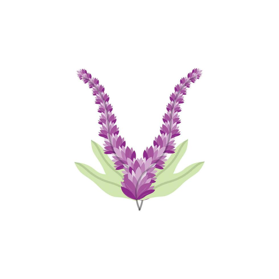 Lavender Logo, Purple Plant Vector, Garden Design, Illustration Symbol Template vector