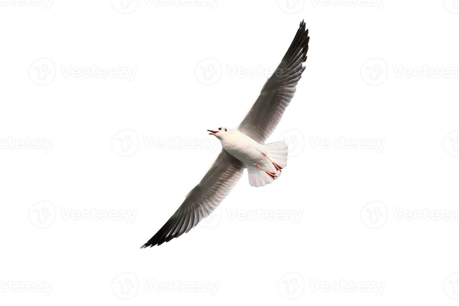 Gaviota es volador en el azul cielo. eso es ave marina, por lo general gris y blanco. eso toma En Vivo comida cangrejos y pequeño pescado mientras aislado en blanco antecedentes. foto