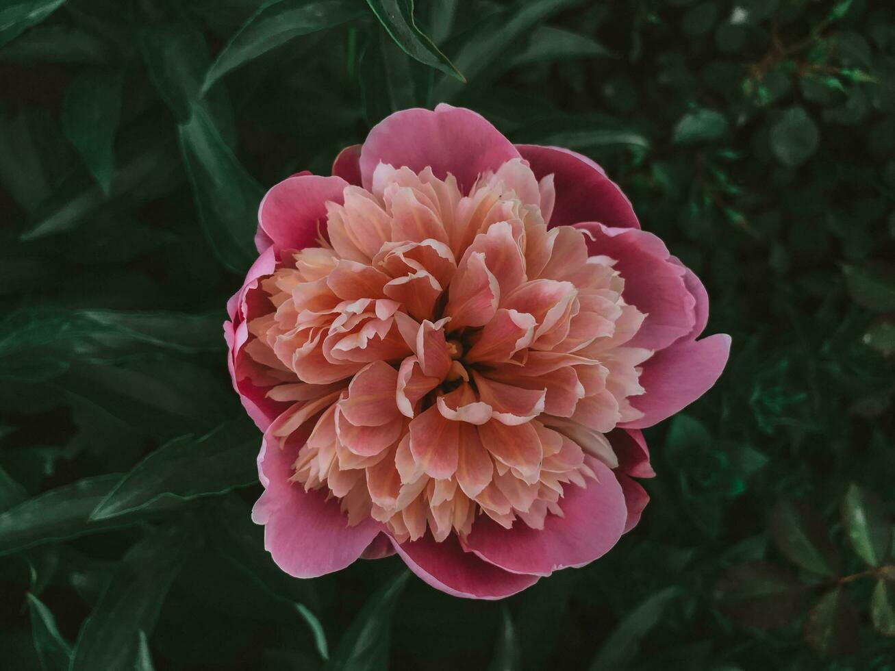 Pink blooming peony. Aesthetic garden flowers photo