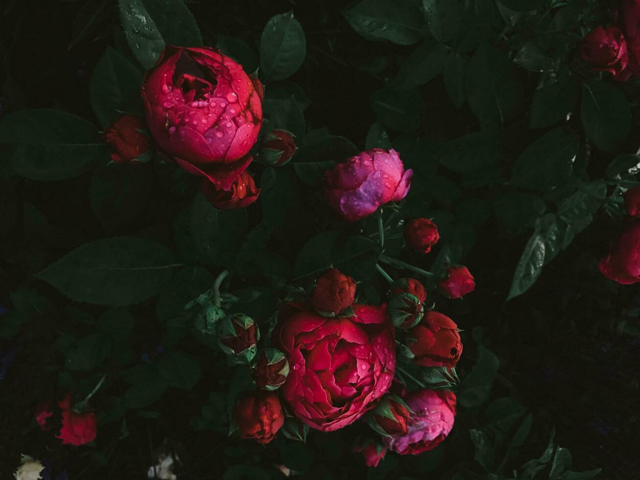 rosado rosas en oscuro antecedentes. estético jardín floral fondo de pantalla foto