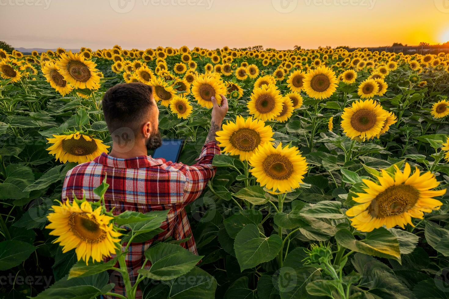 Farmer is standing in his sunflower field which is in blossom. He is examining progress of the plants. photo