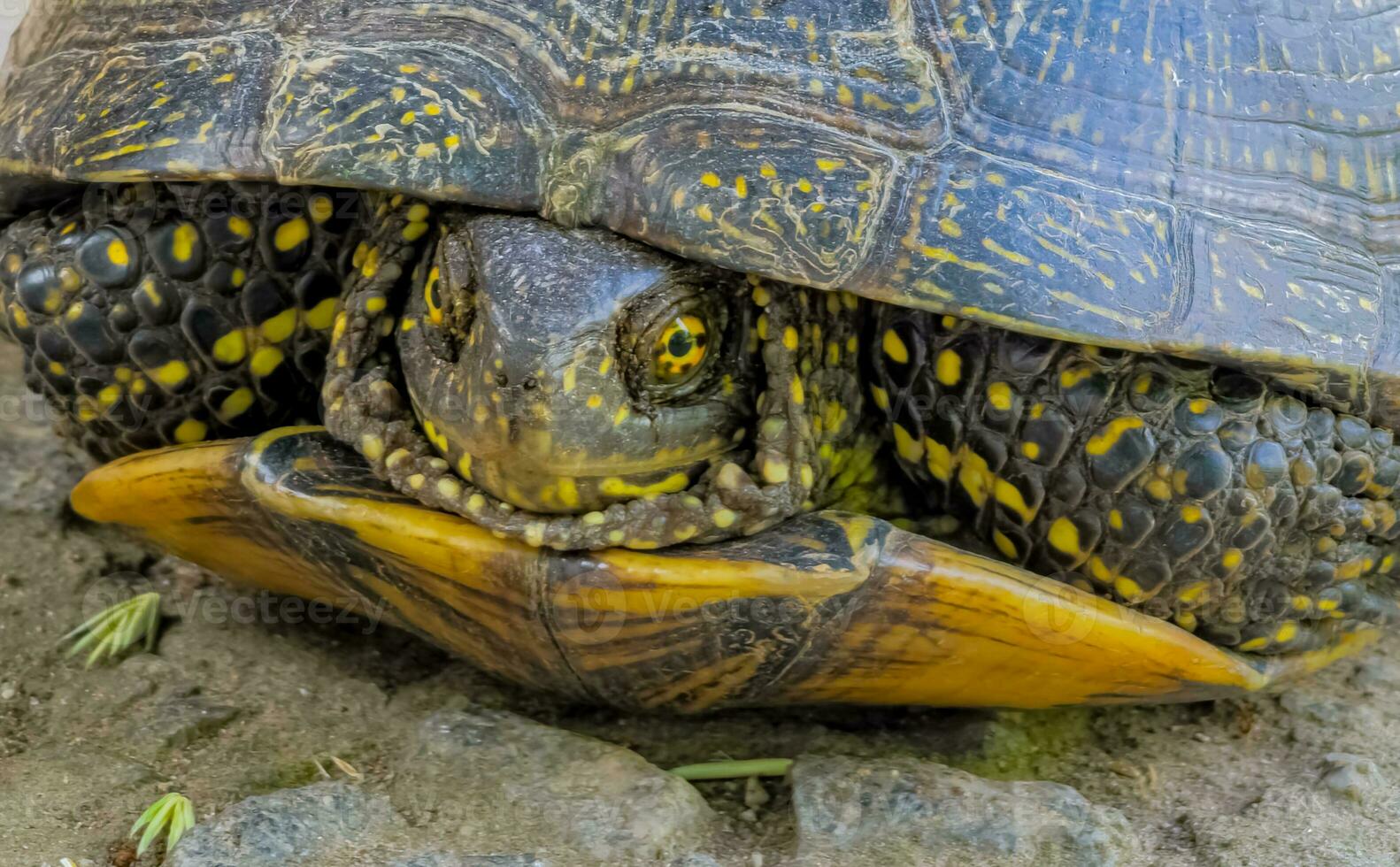 European pond turtle Emys orbicularis. Close-up of a river turtle basking in the sun. Summer, sunny day, close-up photo
